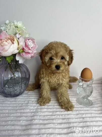 Той-пудель девочка