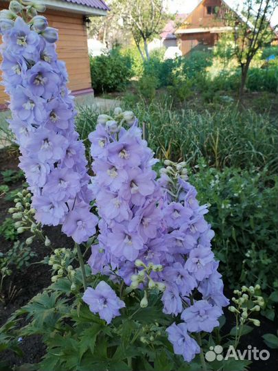 Дельфиниум новозеландский