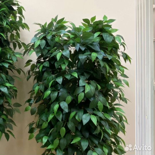 Фикус Любимый цветок искусственный деревья