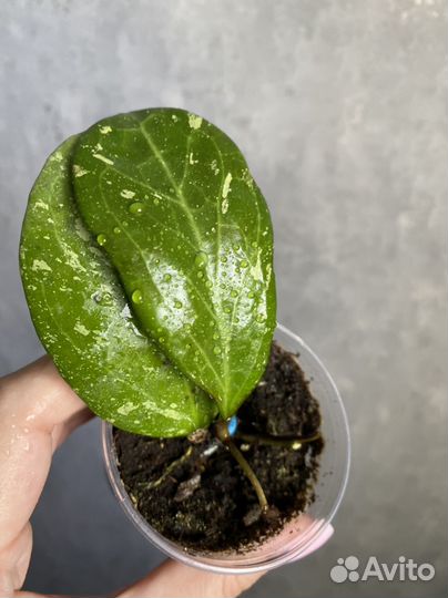 Хойя Мишель сплеш, Лакуноза Суперэскимо