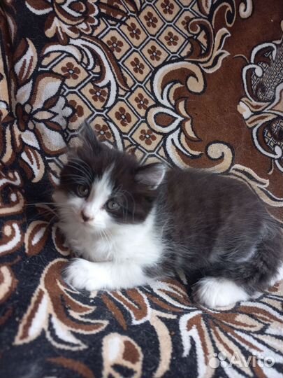 Кошки в добрые руки