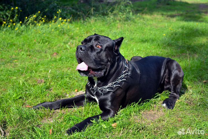 Кане Корсо вязка