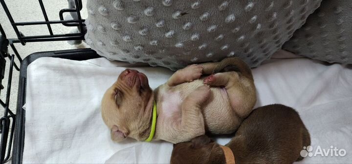 Щенки питбуля с документами