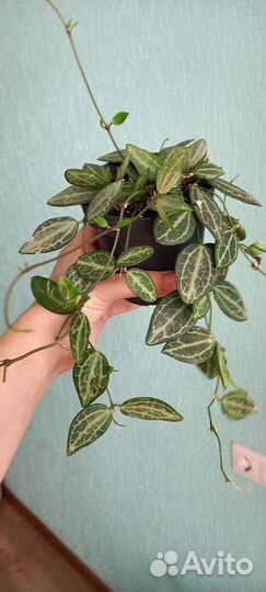 Дисхидия Мелон