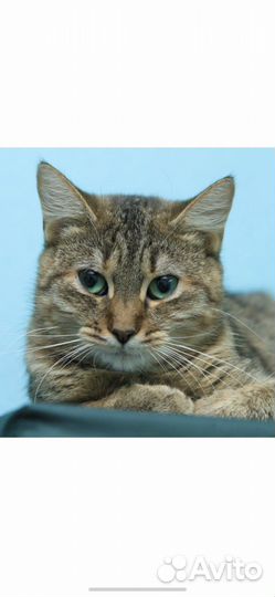 В добрые руки