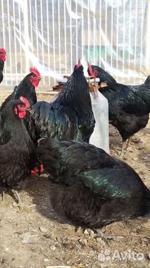 Куры молодки