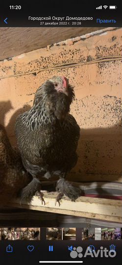 Инкубационное яйцо Фавероль