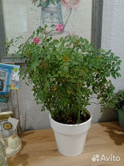 Мини роза в горшке Lilly Rose-Wonder