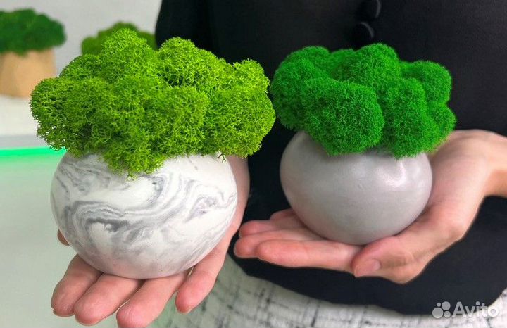 Бетонные кашпо с ягелем