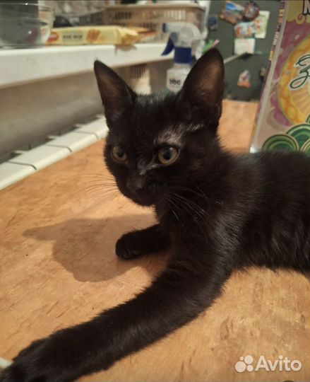 Самый ласковый и нежный зверь (котенок)