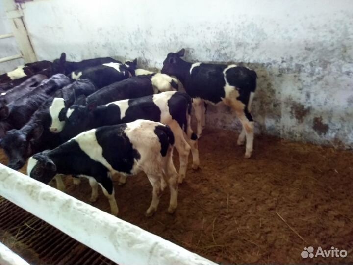 Телята бычки