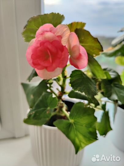 Бегония элатиор