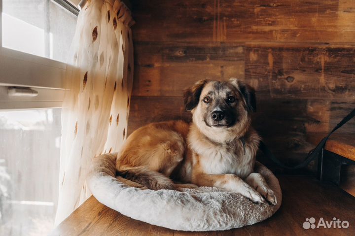 Собака в добрые руки