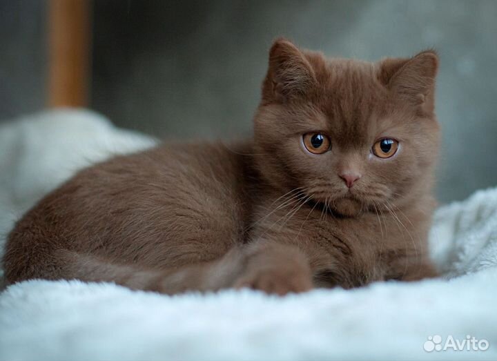 Мальчик циннамон в любимцы