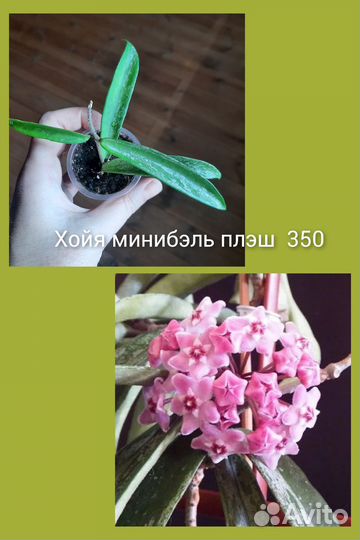 Хойи и другие растения