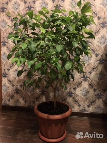 Фикус Бенджамина (высота больше метра)