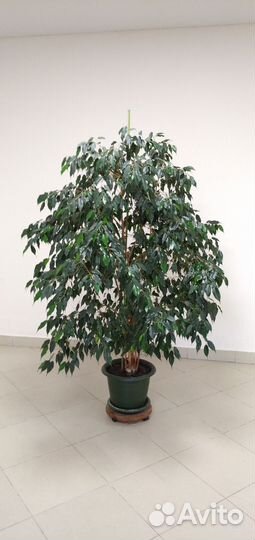 Фикусы крупные