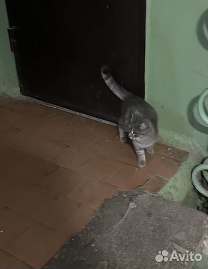 Кошка