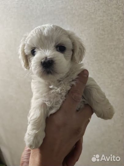 Мини Мальтезе