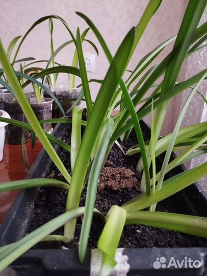 Комнатные растения