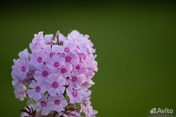 Canon eos m6 mark ii + допы