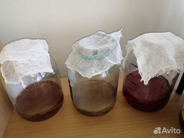 Чайный гриб комбуча