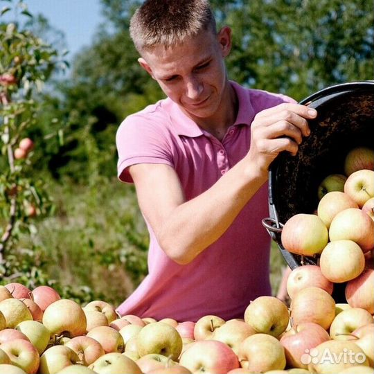 Работа Сборщиком яблок. Вахта