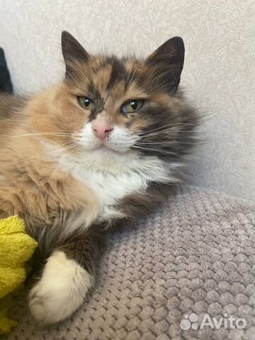 Розочка ищет новых хозяев