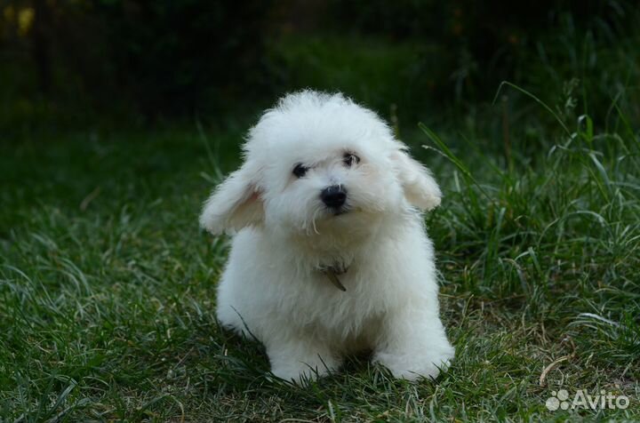 Супер порода Бишон Фризе