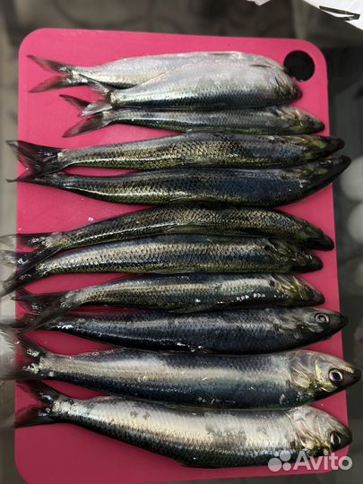 Рыбалка в открытом море