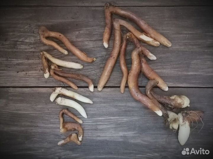 Аморфоаллюс, глориоза