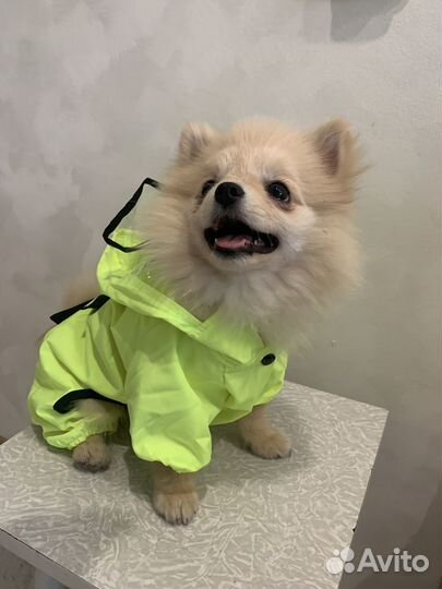 Щенки померанского шпица