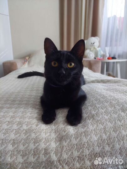 Котенок Белла в добрые руки