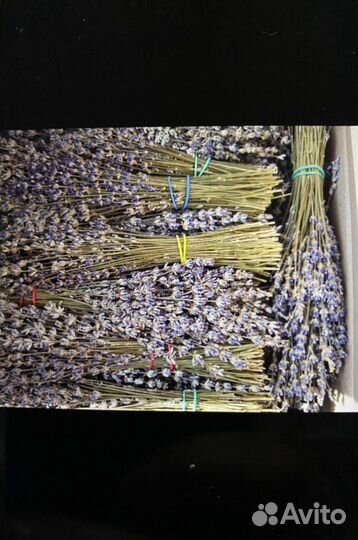 Лаванда Сухоцвет (урожай 2022г)