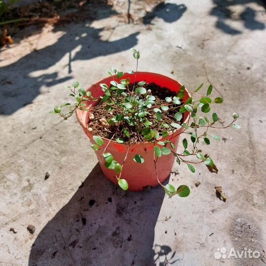 Мюленбекия