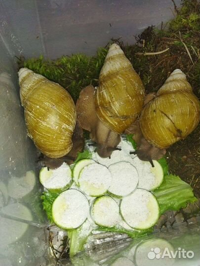 Архахатины