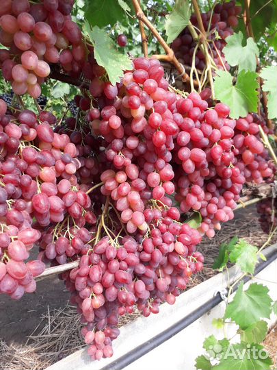 Черенки винограда