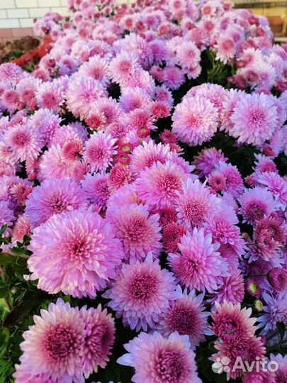 Букет из хризантем к дню учителя