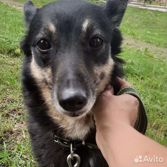 Собака