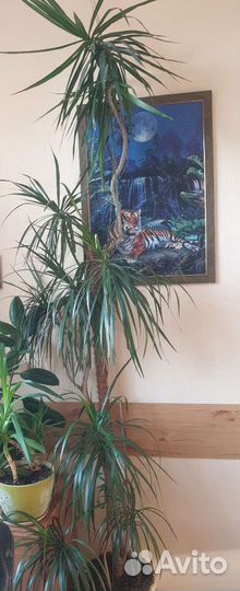 Пальма драцена