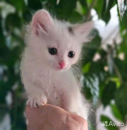 Нежная малышка в добрые руки