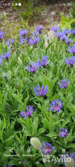 Мак декоративный, ирисы,василёк многолетний