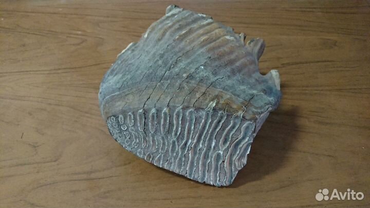 Зуб мамонта