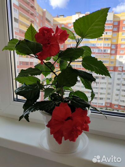 Китайская роза махровая, красная (Hibiscus)