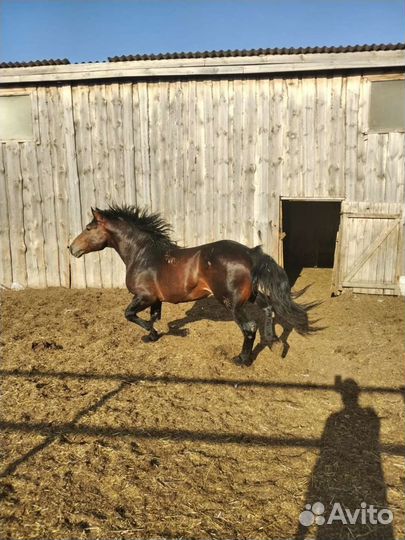 Жеребец тяжеловоз