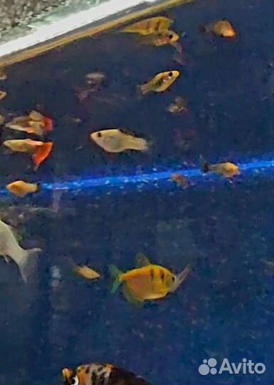 Аквариумные рыбки