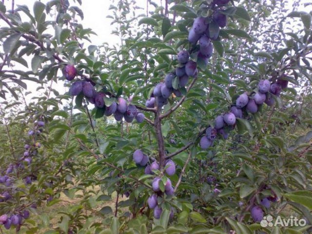 Саженцы слива 
