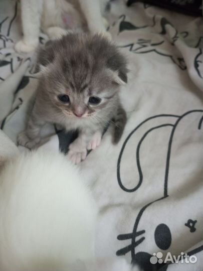 Шотландские