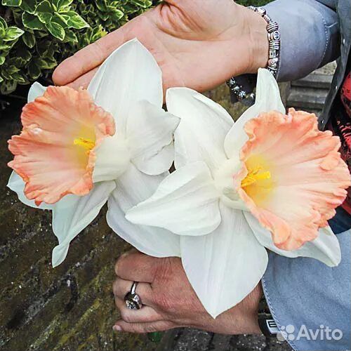 Нарцисс луковицы