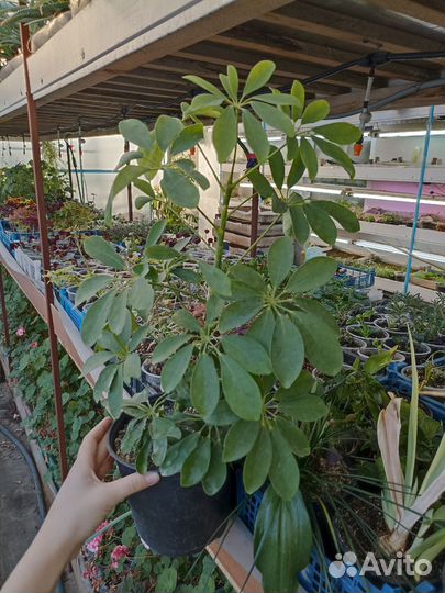 Комнатные цветы шефлера